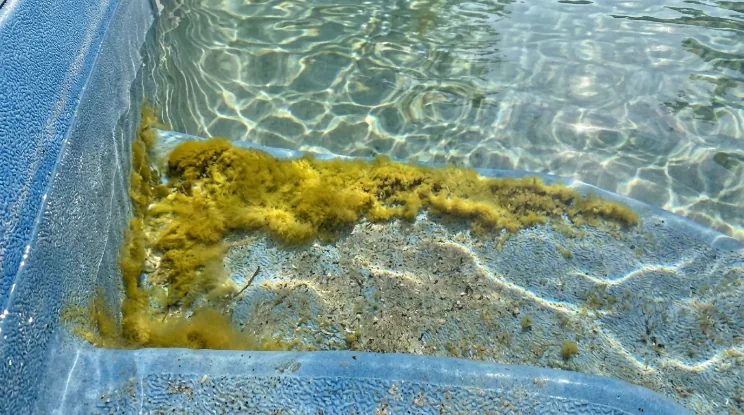 Pool Cleaning services in Madison, Wisconsin